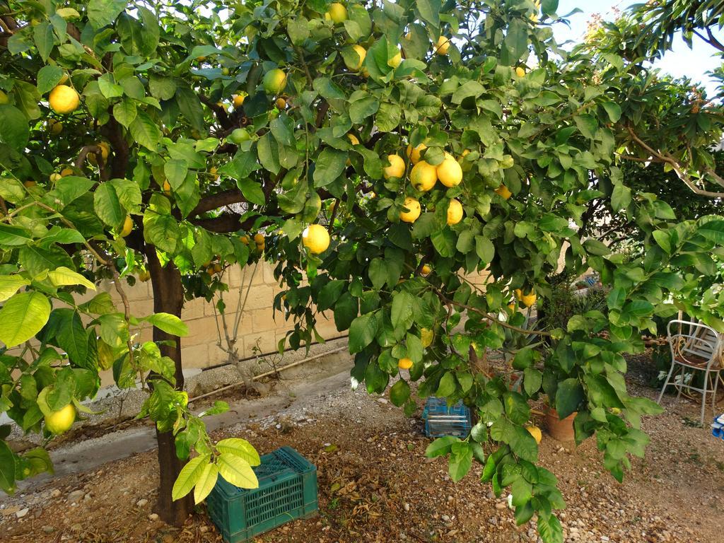 阿沃拉Il Giardino Del Corso公寓 外观 照片
